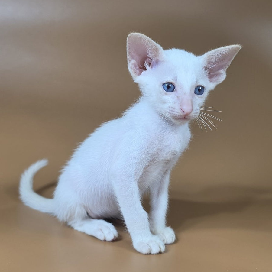 Draco Siamese male, red