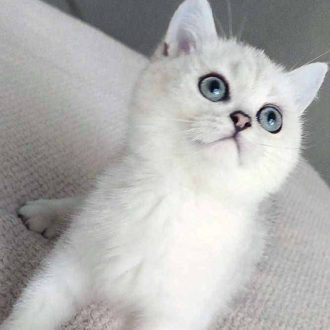 Kardinal British Shorthair male, black silver shaded
