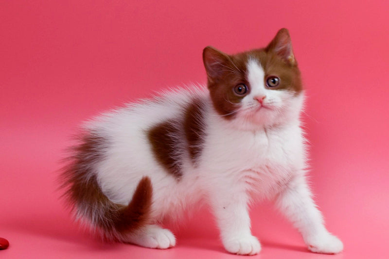 Saiman British Shorthair male, cinnamon bicolour