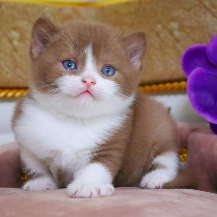 CapCake British Shorthair male, black bicolour