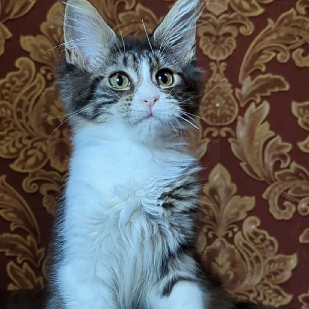 Holika Maine Coon female, black tabby with white
