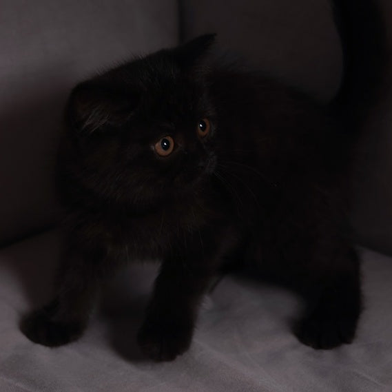Armani British Shorthair male, black