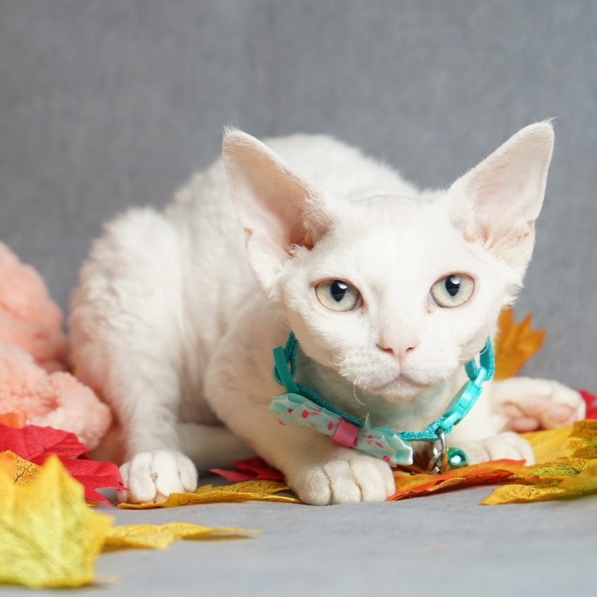 Nika Devon Rex female, white