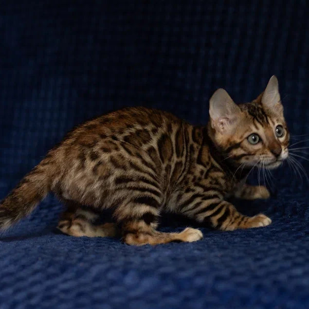 Willli Bengal male, black spotted tabby
