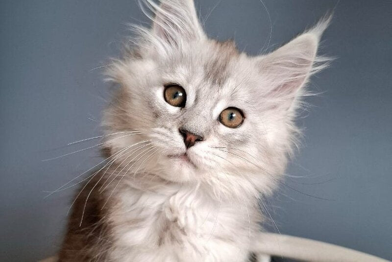 Emma Maine Coon female black silver ticked tabby - live animals