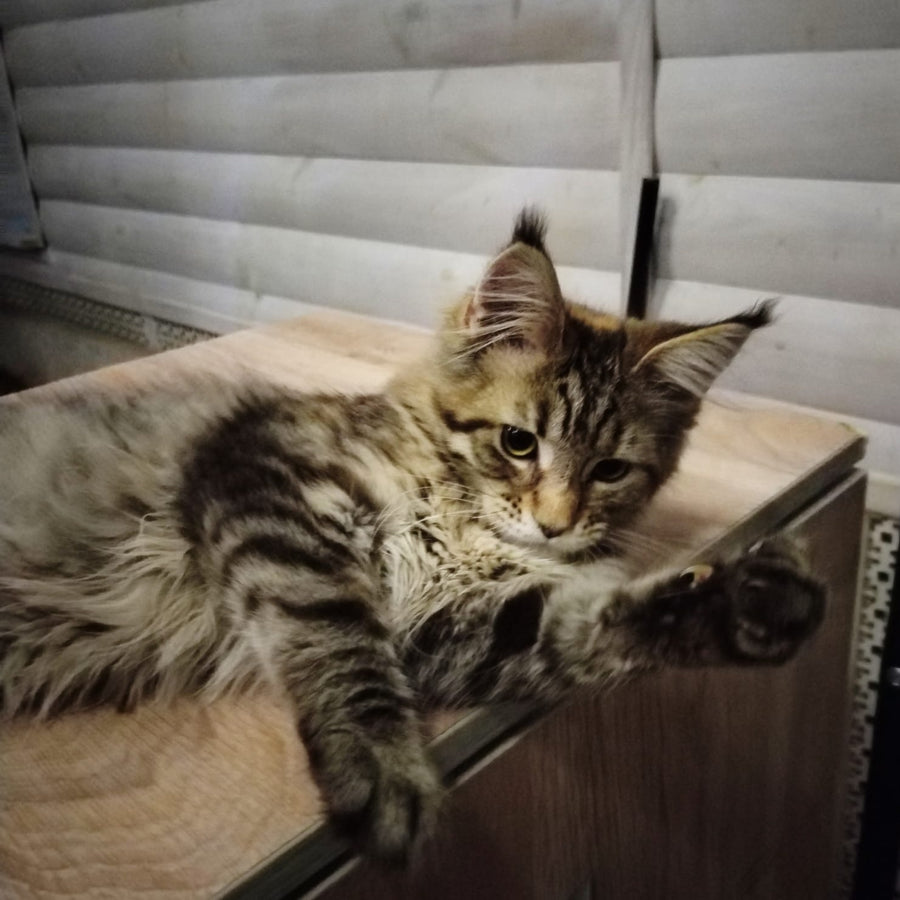 Yesenia Maine Coon female, black tortie tabby