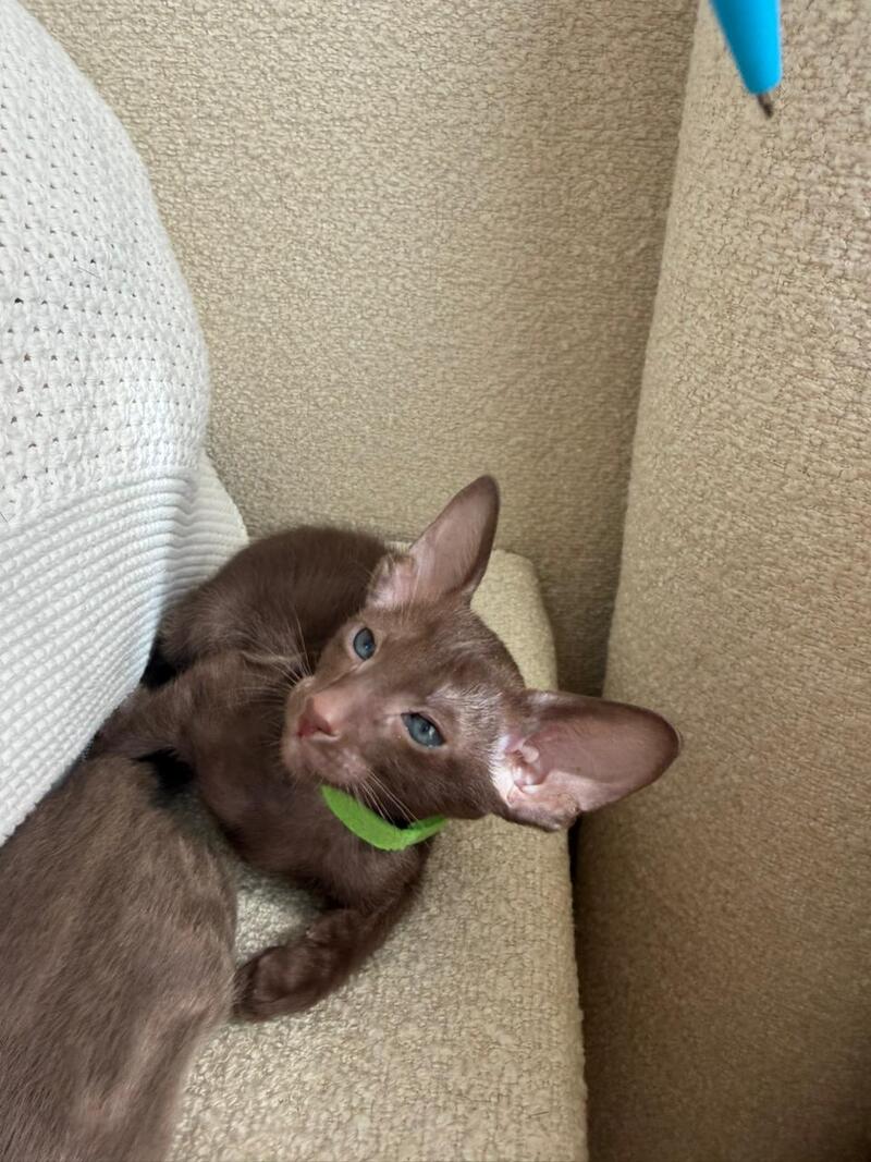 Aston Oriental Shorthair male chocolate - live animals