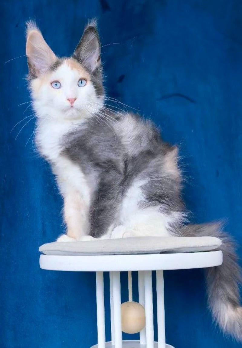 Ledi Dior Maine Coon female, blue tortie silver bicolour