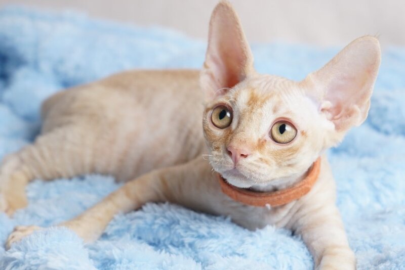 Leo Devon Rex male red - live animals
