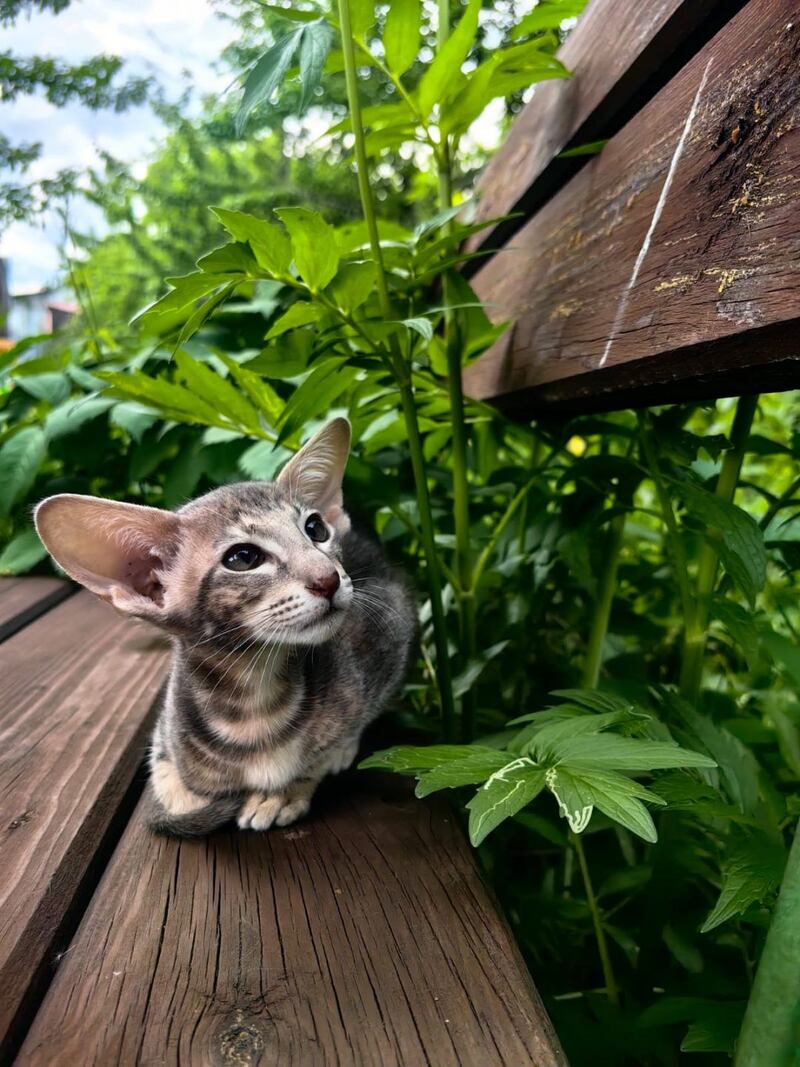 Mauti yeti Oriental Shorthair female blue tortie tabby - live animals