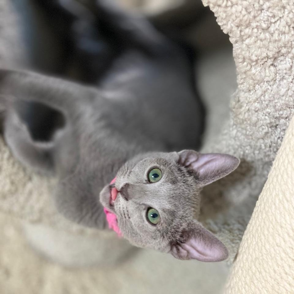 Flori Russian Blue female, blue