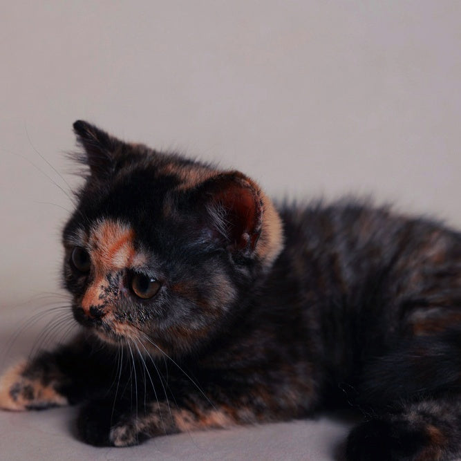 Afina British Shorthair female, black tortie