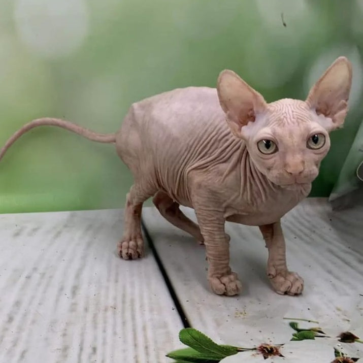 Glasha Canadian Sphynx female, cream