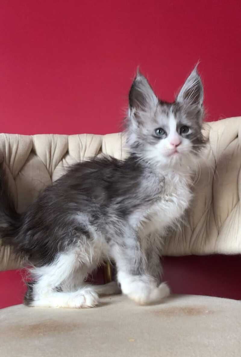 Yan Maine Coon male black silver bicolour - live animals