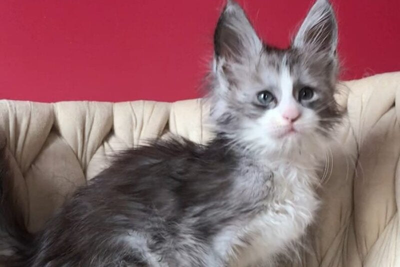 Yan Maine Coon male black silver bicolour - live animals