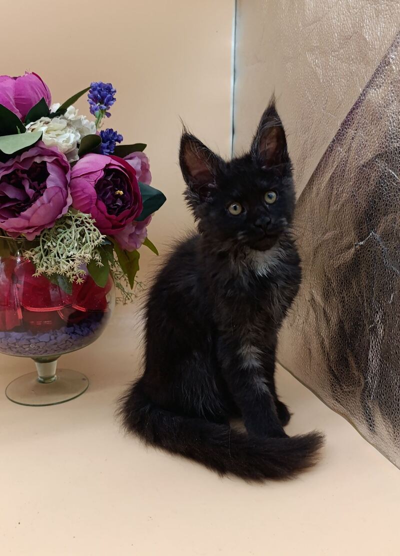 Isabelle Maine Coon female black silver - live animals