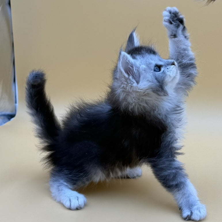 Hofi Maine Coon male, black silver ticked tabby