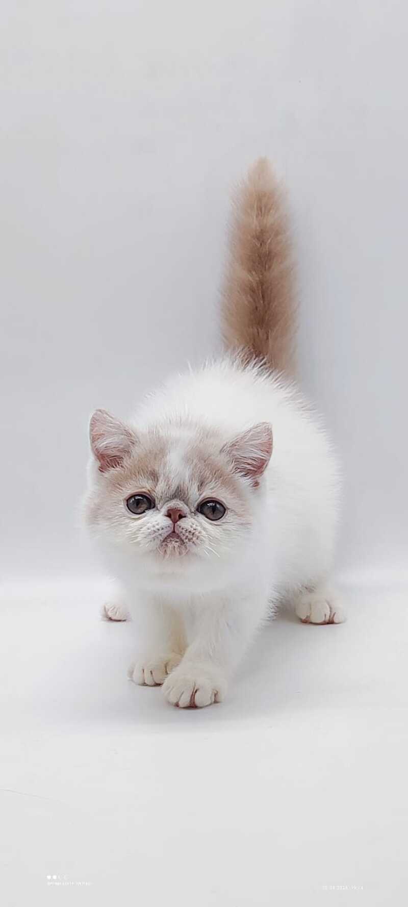 Toddy Exotic male cream harlequin - live animals