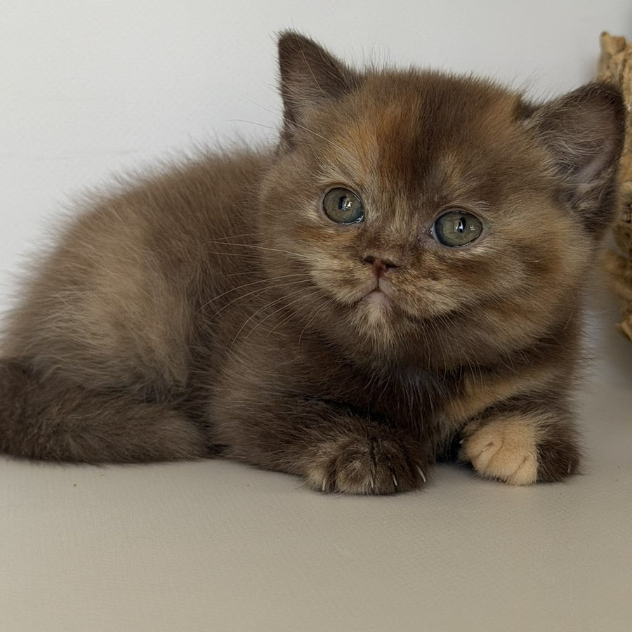 Giana British Shorthair female, cinnamon tortie