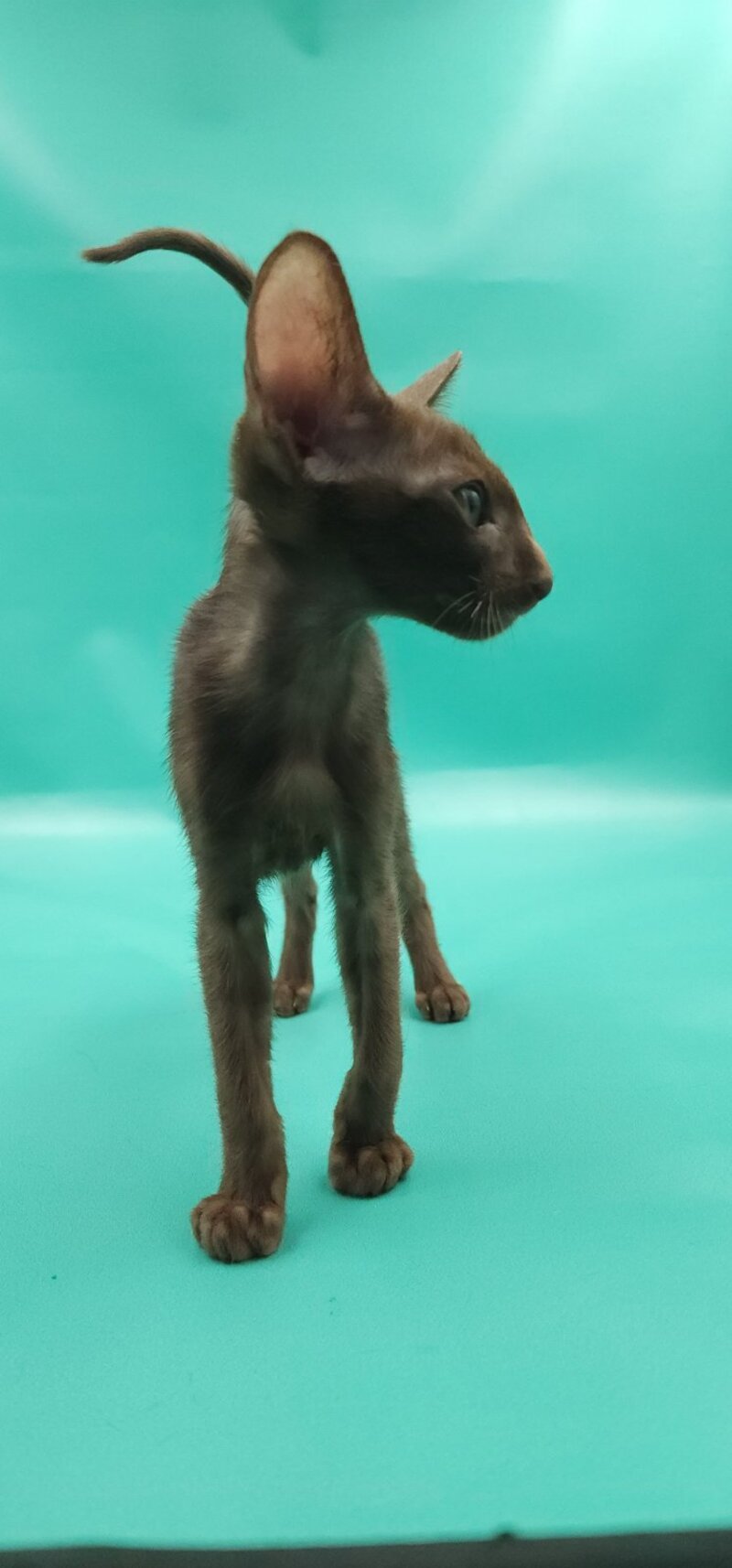 Sansay Oriental Shorthair male, chocolate