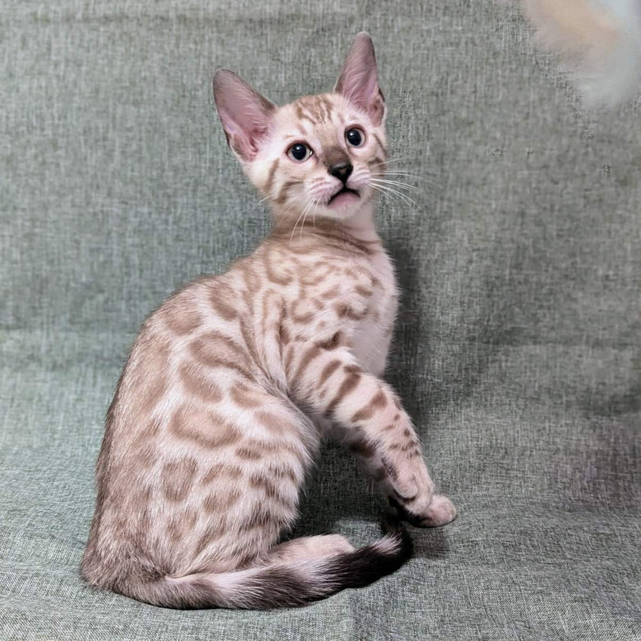 Ava Bengal female, black silver spotted tabby pointed