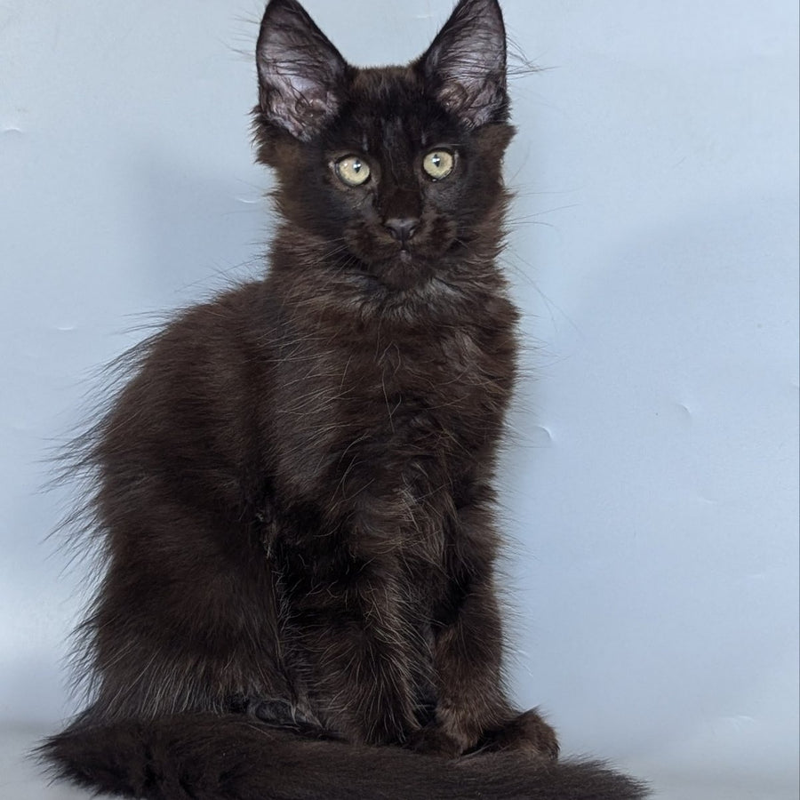 Karat Maine Coon male, black silver