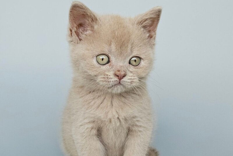 Ami British Shorthair female, fawn