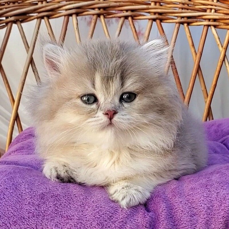 Zlata British Longhair female blue golden ticked tabby - live animals