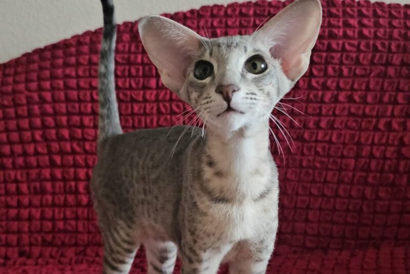 Richard Oriental Shorthair male blue spotted tabby - live animals