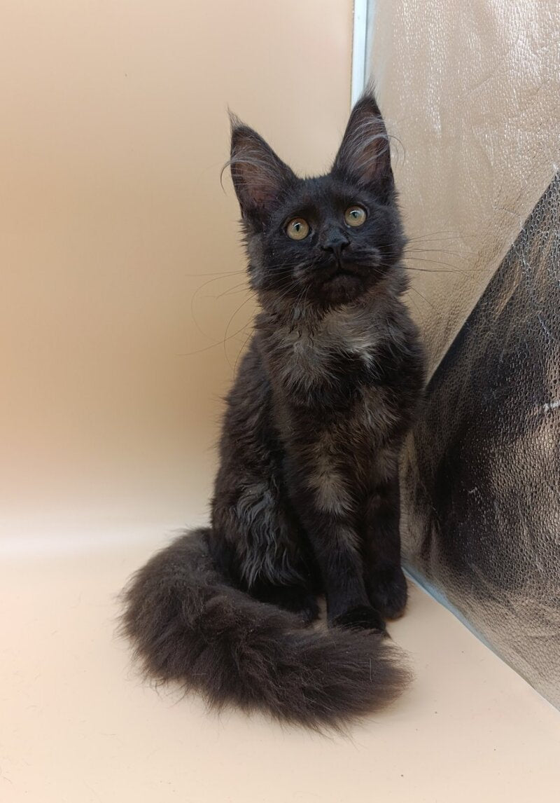 Isabelle Maine Coon female black silver - live animals