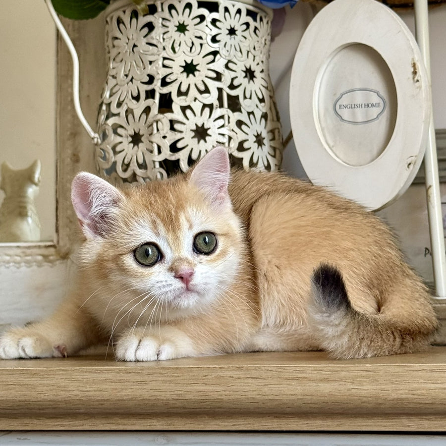 Mira British Shorthair female, black golden chinchilla