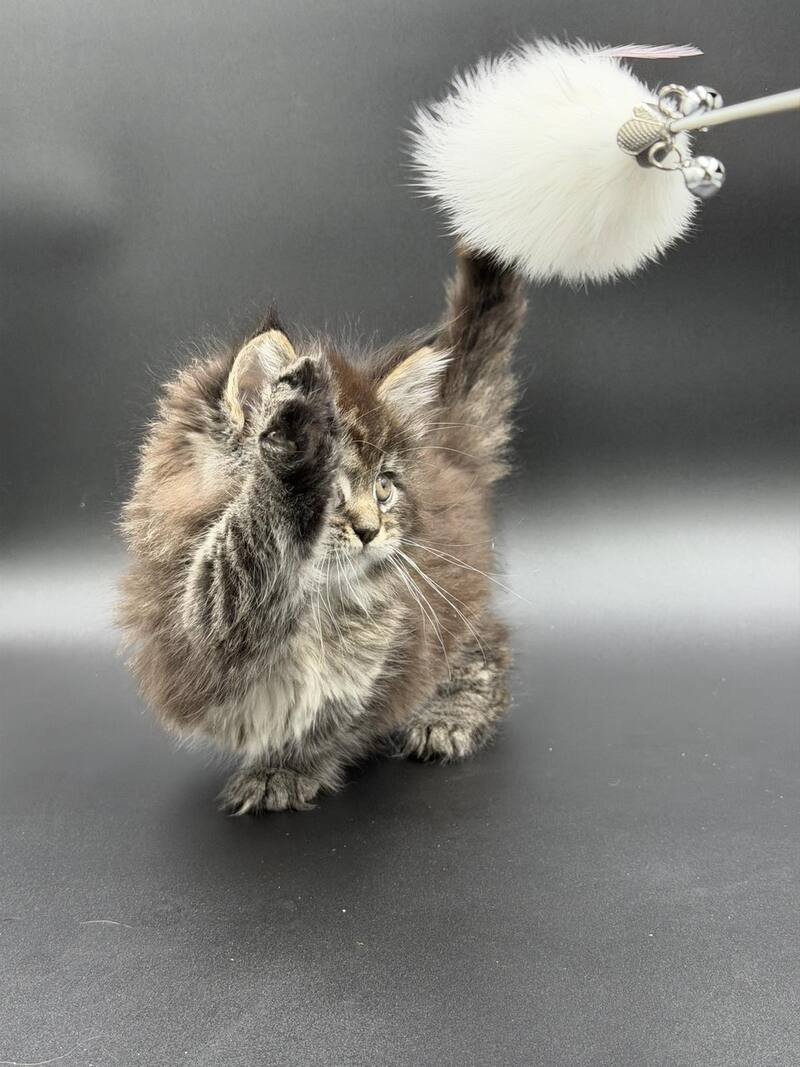 Rena Maine Coon polydactyl female black spotted tabby - live animals