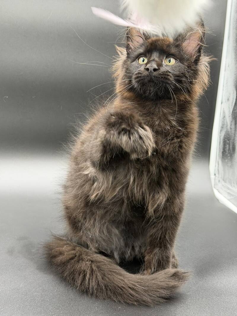 Frank Maine Coon male black - live animals