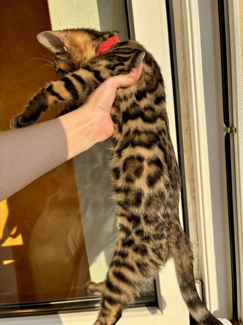 Lily Bengal female black spotted tabby - live animals