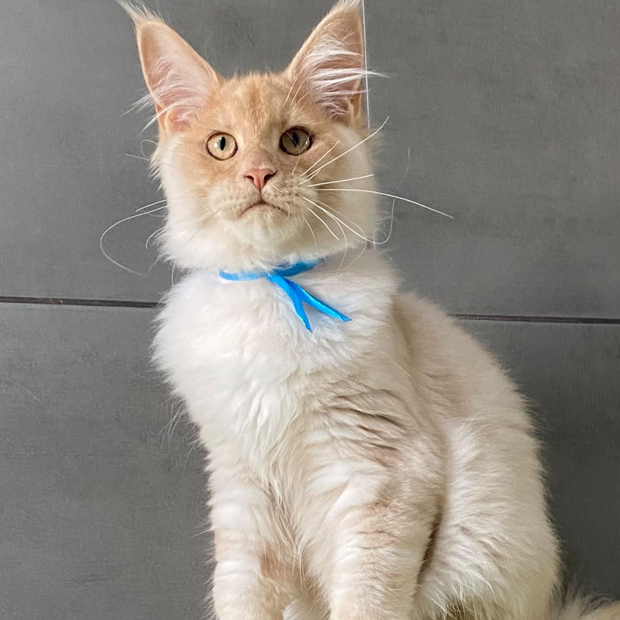 Wakayama Maine Coon male, cream silver