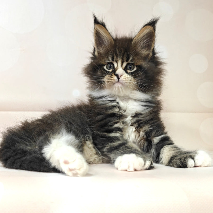 Cosmos Maine Coon polydactyl 6x6x6x6 male, black tabby with white