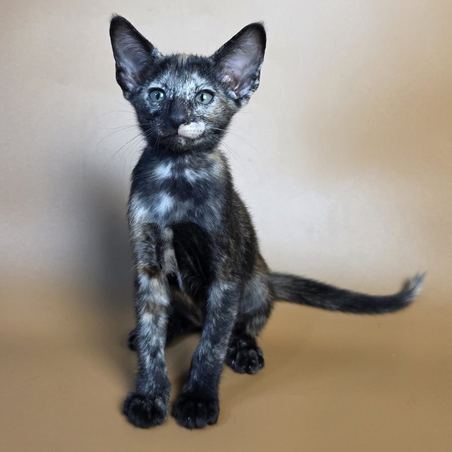 Esmeralda Oriental Shorthair female, black tortie