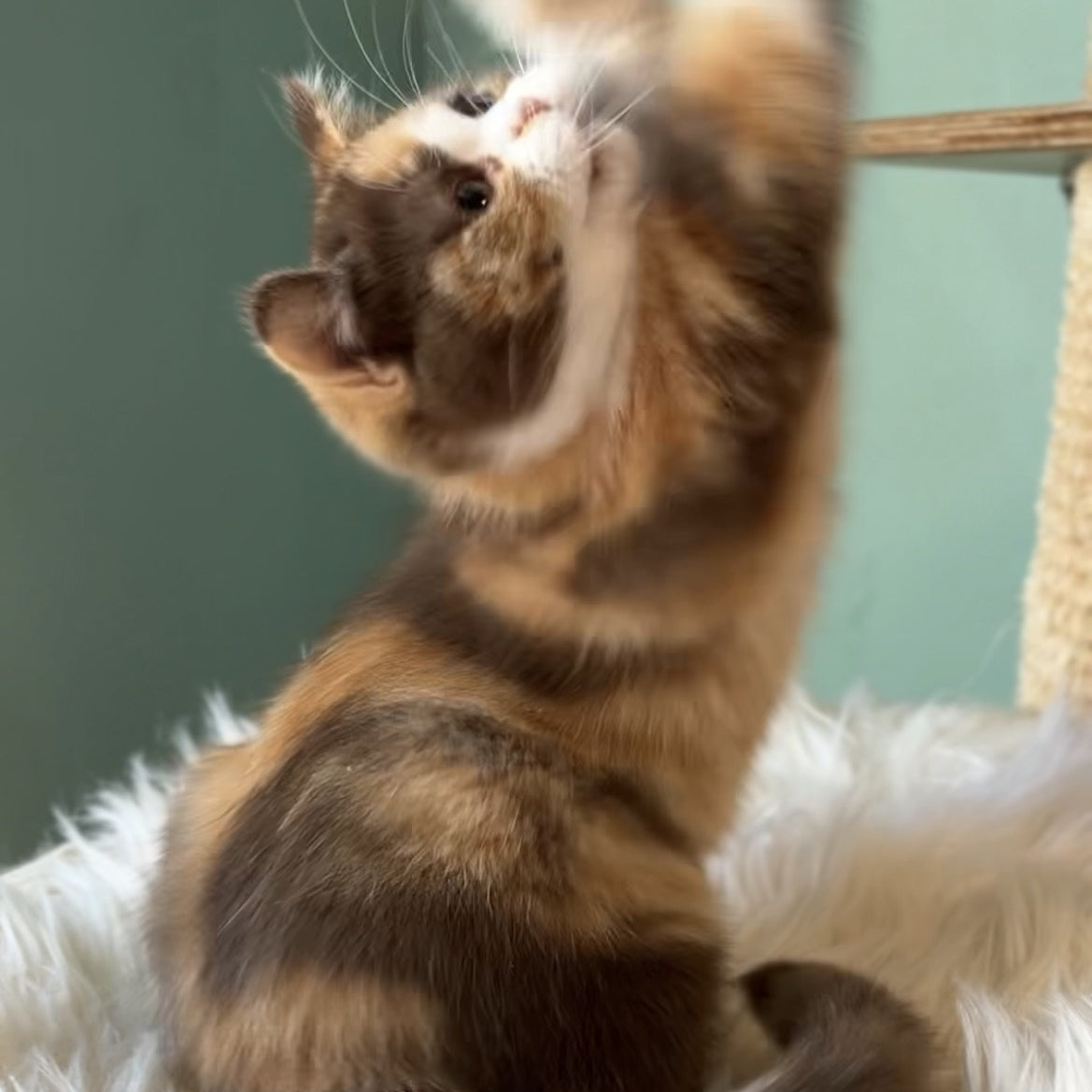 Enigma British Shorthair female, chocolate tortie bicolour