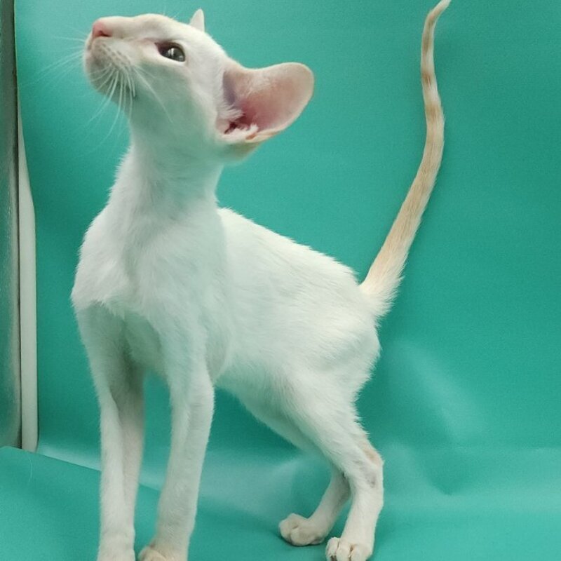 Pushan Siamese male, cream