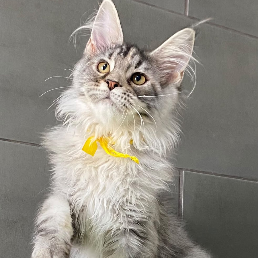 Seven Maine Coon female, black tortie silver tabby