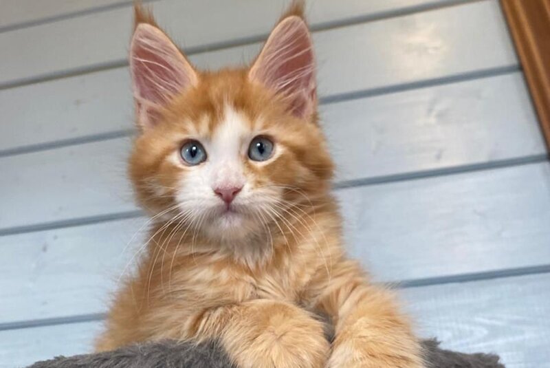 Tutti Frutti Maine Coon male, red tabby with white
