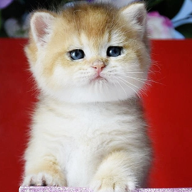 Simba British Shorthair male, black golden chinchilla
