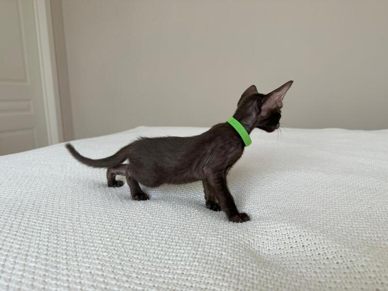 Aston Oriental Shorthair male chocolate - live animals