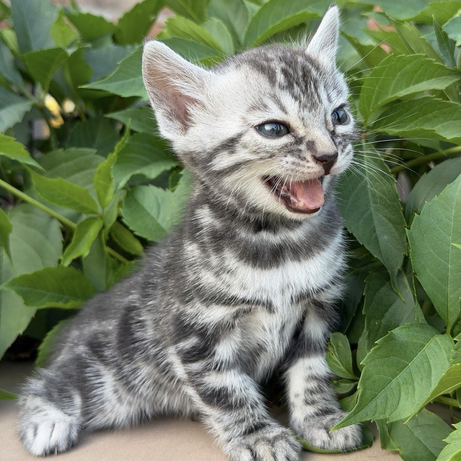 Celine Bengal female, black silver spotted tabby