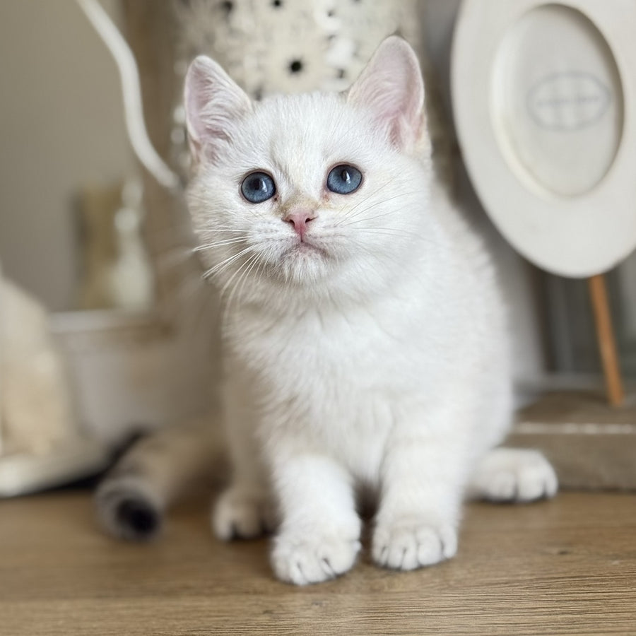 Maya British Shorthair female, black golden shaded pointed