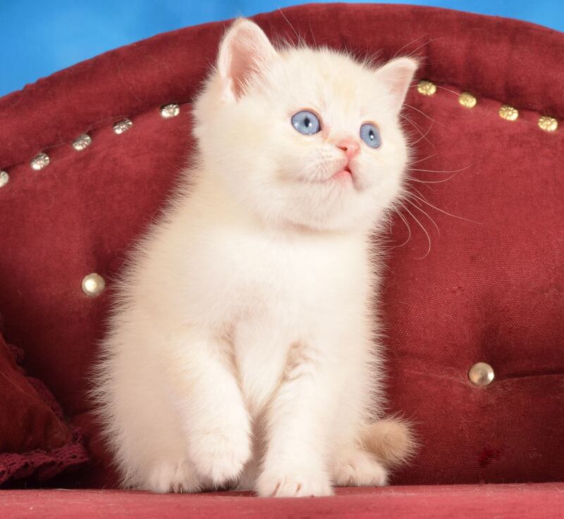 Ekler Scottish Straight male red golden shaded pointed live animals