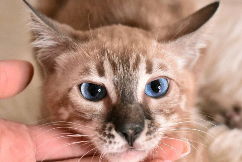 Chuma Bengal female snow mink charcoal - live animals