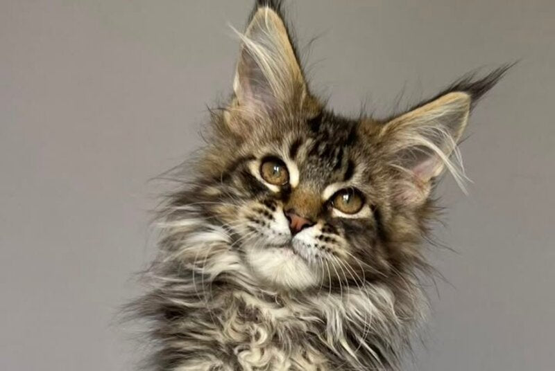 Fil Maine Coon male, black tabby