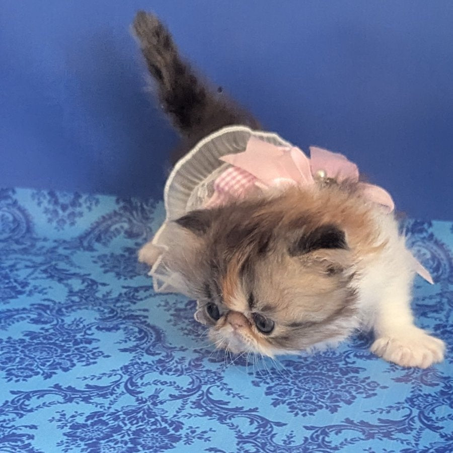 Roksolana Persian female, black tortie tabby harlequin