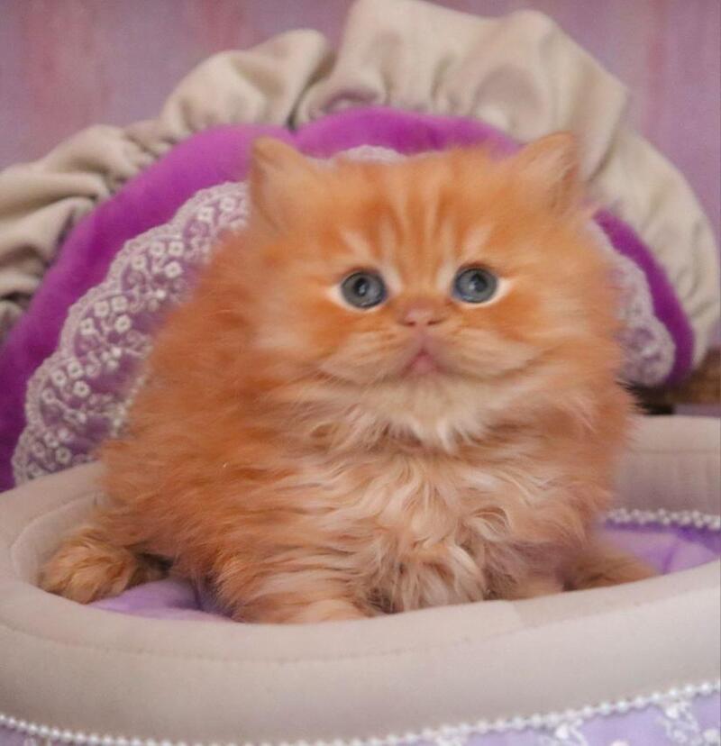 Bow British Longhair male red live animals